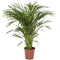 Planta de interior duradera de FAIR FLORA® – 1 x Palma Areca – Altura: aprox. 90 cm – Nombre en latín: Areca dypsis…
